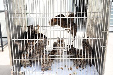 Afyon Kocatepe Üniversitesi Rehabilitasyon Merkezi, 60 Yırtıcı Kuşu Doğaya Saldı