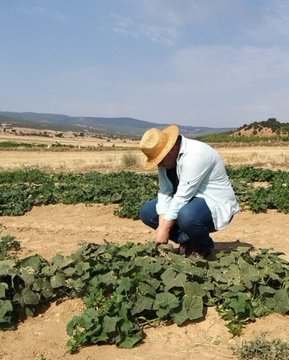 Sebzelerde Hastalık ve Zararlı Kontrolleri Gerçekleştirdi