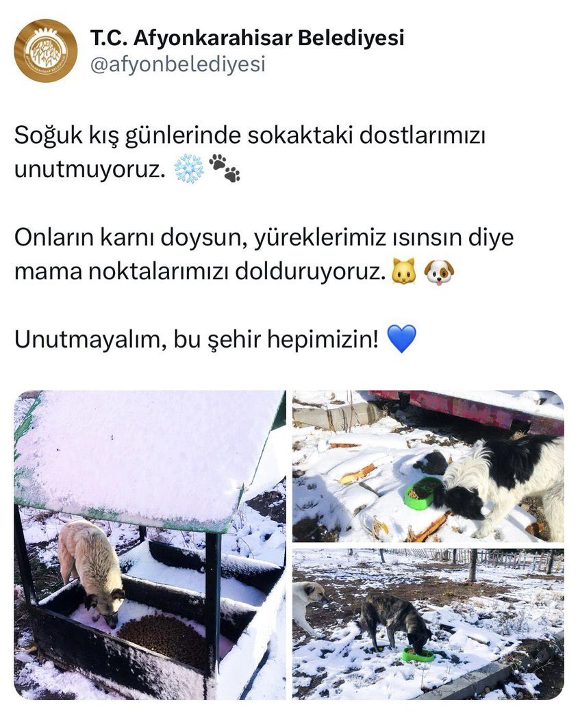 Afyonkarahisar'da Mama Noktaları Projesi ile Hayvanlara Destek