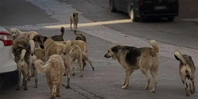 Kayseri'de Başıboş Köpek Seferberliği: Vatandaşlardan Yoğun Destek
