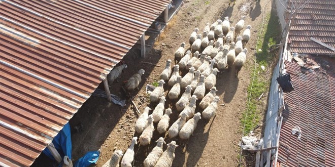 Çiftçilere 38 Milyar TL Küçükbaş Hayvancılık Desteği Ödemesi Başladı