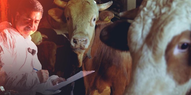 Kurban Bayramı Öncesi 375 Bin Kurbanlık Hayvan ve Gıda İşletmesi Denetimi
