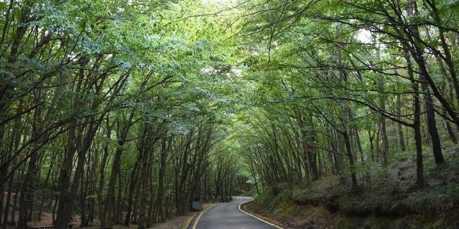 İstanbul'da Ormanlık Alanlara Giriş Yasağı Başladı
