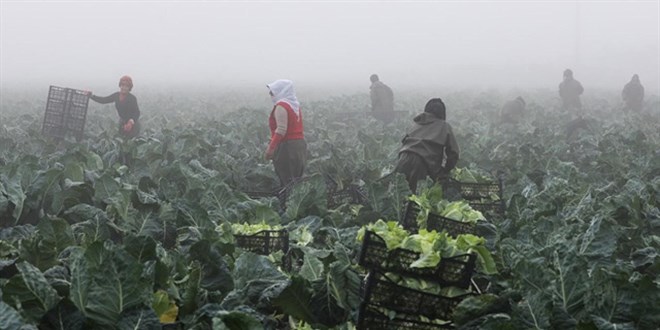 TARSİM'den Yetiştiricilere 73 Milyar Lira Hasar Ödemesi Yapıldı