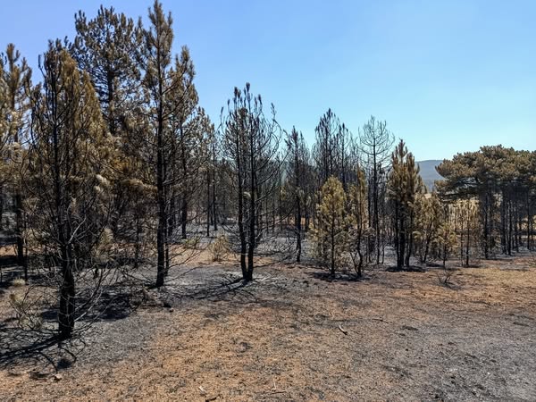 Afyonkarahisar'da Yangın Bölgelerinde Soğutma Çalışmaları Devam Ediyor
