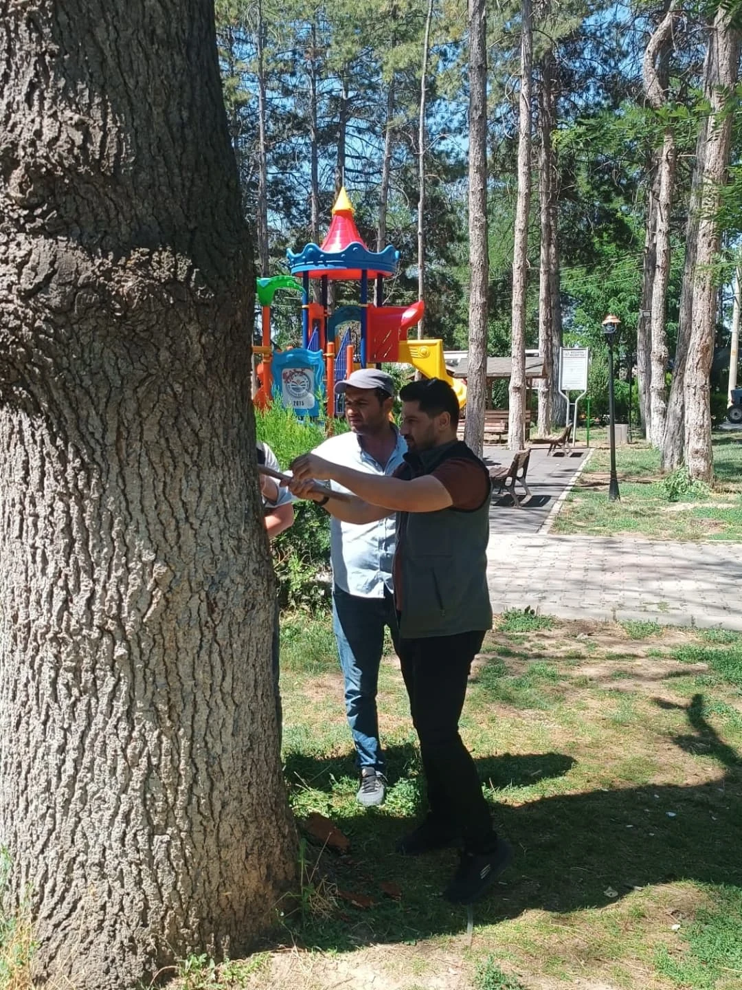 Horan Parkı'nda Ağaç Sağlığı Kontrolü: Doğal Yapının Korunması Öncelikli