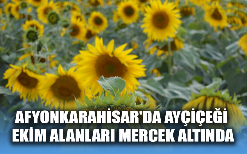 Afyonkarahisar'da ayçiçeği ekim alanları mercek altında