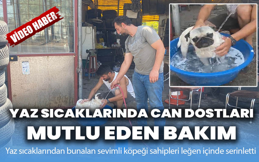 Yaz sıcaklarında can dostları mutlu eden bakım!