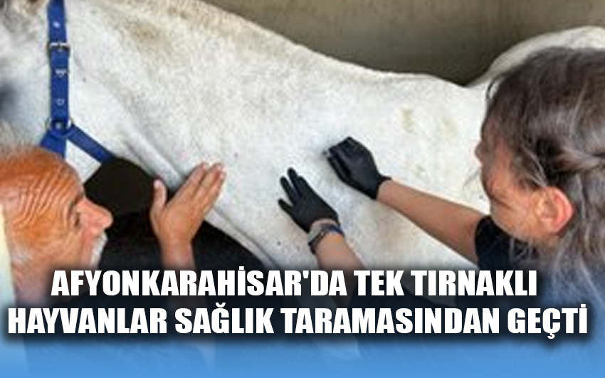 Afyonkarahisar'da tek tırnaklı hayvanlar sağlık taramasından geçti