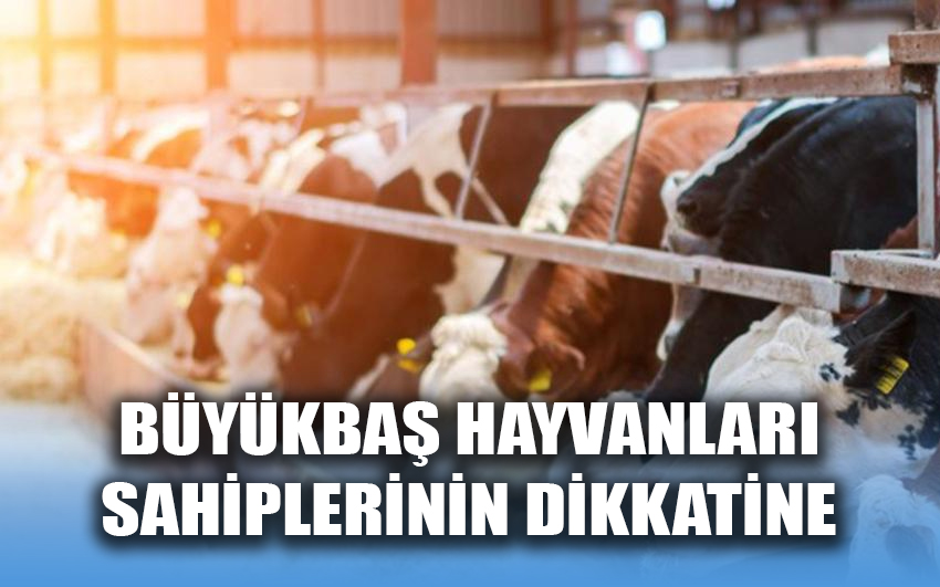 Büyükbaş hayvan sahiplerinin dikkatine 