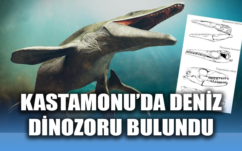 Kastamonu’da deniz dinozoru bulundu 