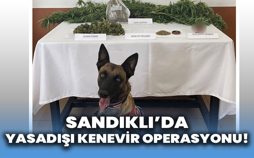 Sandıklı’da yasadışı kenevir operasyonu!