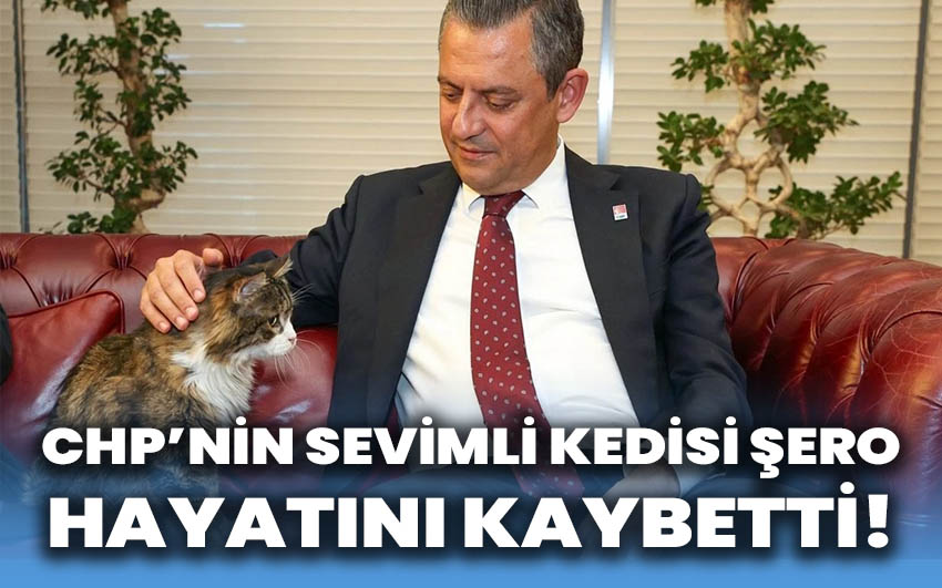 CHP'nin Efsane Kedisi Şero Hayatını Kaybetti