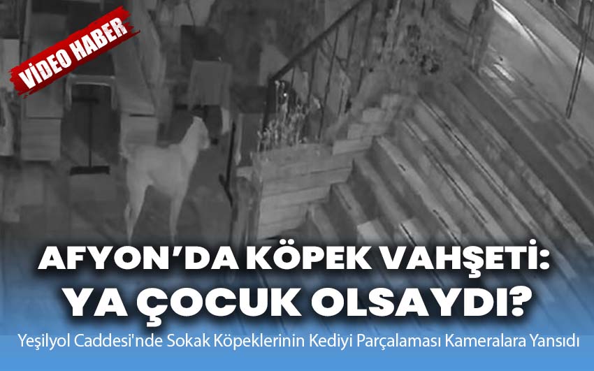 Afyon’da köpek vahşeti: Ya Bir Çocuk Olsaydı?