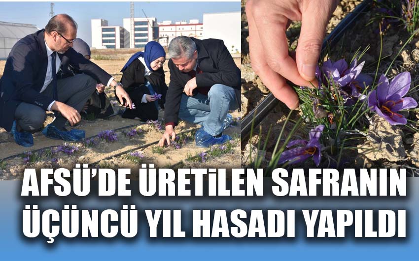 AFSÜ’de Üretilen Safranın Üçüncü Yıl Hasadı Yapıldı