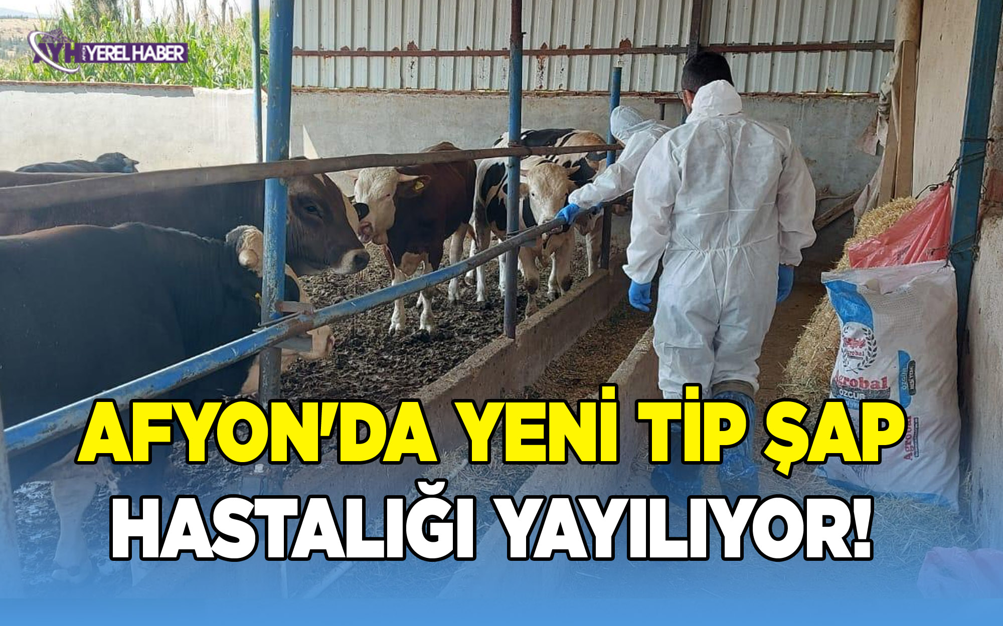 Afyon'da Yeni Tip Şap Hastalığı Yayılıyor!