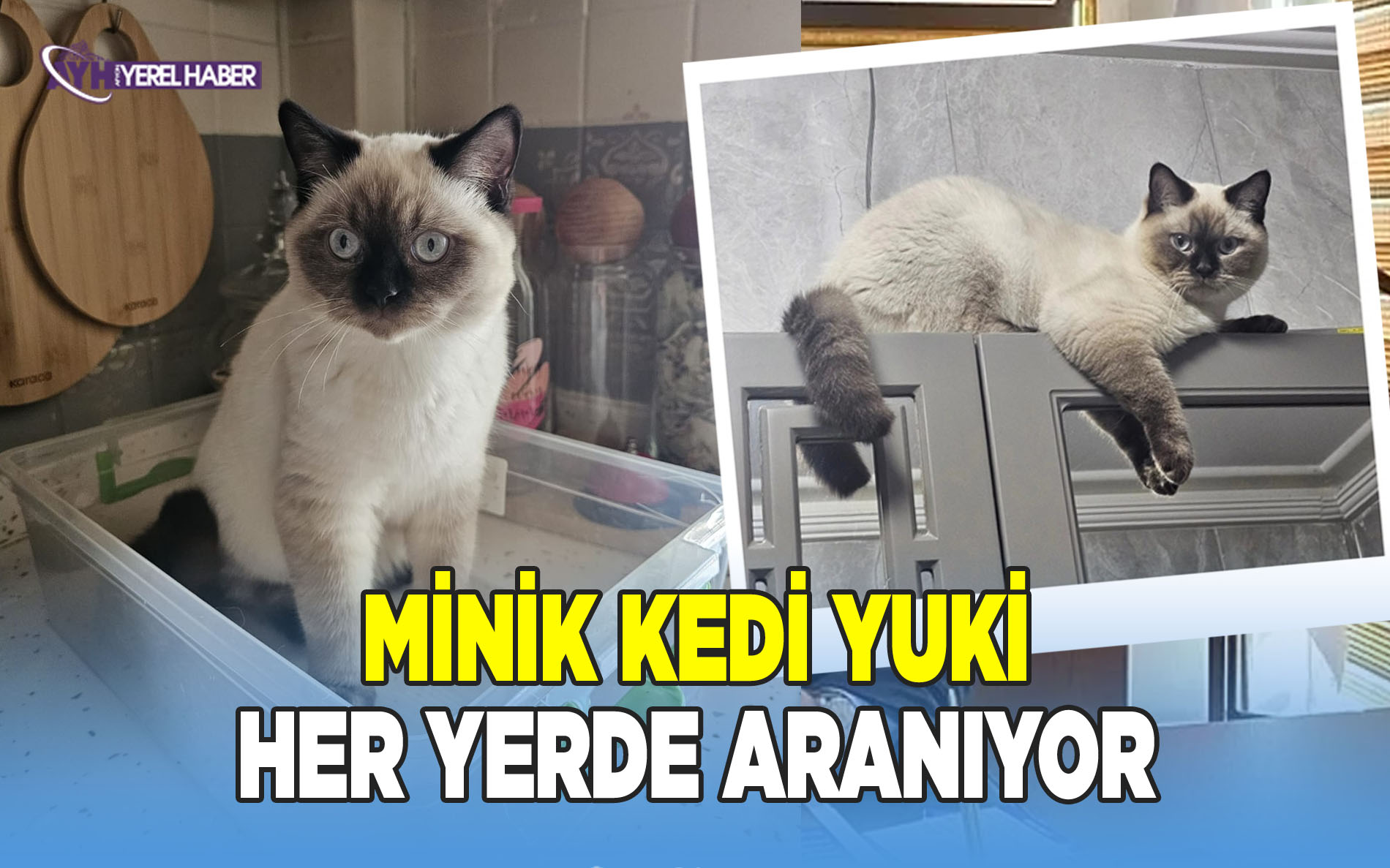 Minik kedi YUKİ heryerde aranıyor