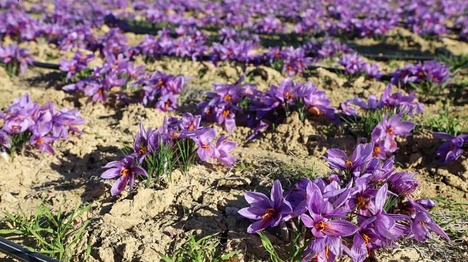 Afyonkarahisar'da Üniversite Yerleşkesinde Safran Hasadı Başladı